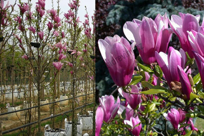 Magnólie Susan velkokvětá na kmínku 130/140 cm, obvod 6/8 cm, v květináči Magnolia Susan